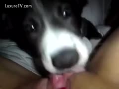 Closeup video of a teen girl getting her pussy licked by a dog